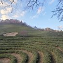 대한다원 | [보성] 겨울 녹차밭 대한다원 후기｜입장료·산책코스·녹차 아이스크림까지