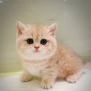 익산원펫 이미지