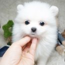 엄지애견 이미지