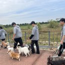 즐거운 애견 이미지