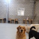 발리애견호텔 이미지