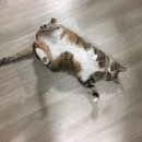 뒹굴뒹굴고양이 이미지
