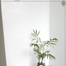 그린리플라워