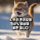 고양이에 관한 12가지 상식 이미지