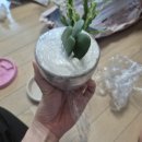 [취미]식물상점 &#34; 비로소&#34; 플랜트샵 후기 (내돈내산)