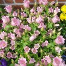 덕수꽃집 이미지