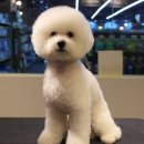 마스터그루밍클럽 이미지