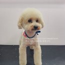 멍멍스타 이미지