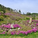 삼문산 진달래공원 Daum카페