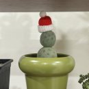 중원성남-D-3 | 성남 모란 신상꽃집 <블룸디>에서 식물이랑 꽃다발 구매 후기