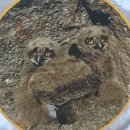 올빼미공인중개사사무소 이미지