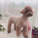 초원애견샵 이미지