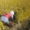 다이어트엔 귀리가루!! 귀리 드세요 귀리! 이미지