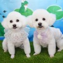 까꿍펫살롱 이미지