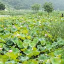 연꽃마을건넌들 이미지