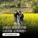 사계남로216번길 | 제주 산방산 근처 가볼만한곳 제주도 유채꽃 카페 소색채본
