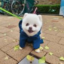 일편댕심 | 일편댕심 강아지우비 후기