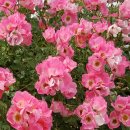 로얄바카라 이미지