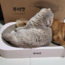 춘향캣 | 고양이 스크래쳐 아늑한 반려묘 보금자리 루어캣 샤인보드