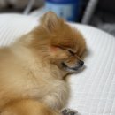 토토펫살롱 이미지