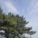 카페달님