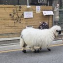 아르고 | 신사역 카페 - 아르고보니(ARGOBONI) 내돈내산 후기