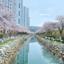 해수천1호 | 부산 벚꽃명소 동삼해수천, 실시간 개화현황