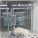 퍼피루미 옥정점 이미지