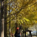 무진대로212번길 | 🍂가을 나주 드라이브 완전 정복! 은행나무길·메타길·빛가람 전망대·서창감성조망대