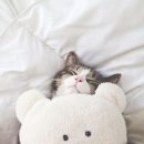 감성그루밍 이미지