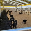 흑색건강 염소농장 이미지