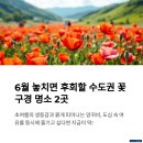 꽃물공원 | 지금 가면 딱 좋은 6월 추천 여행지 – 수원 탑동 양귀비와 보라매공원