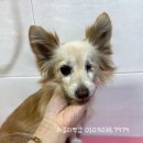 러블리펫샵 이미지