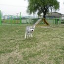 (주)애니독 이미지