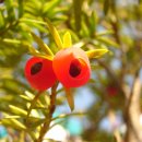 열매유치원 이미지