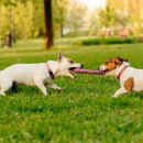 NOBLESSE.PET 이미지