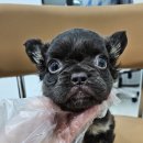 수원고양이분양 드림캣 안심분양센터 이미지