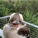 【웃음물총새(Laughing Kookaburra)】 「쿠카부라」 이미지