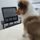 삼가가축병원 | 새끼강아지 예방접종 시기와 주의사항