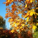 마로니에길 이미지