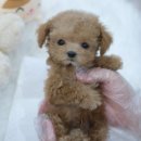 내품안의반려견 노원점 이미지