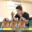 대한리트리버 이미지