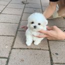 나눔펫 책임분양소 강아지분양 일산점 이미지