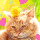 고양이집사 이미지