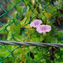 메꽃 Calystegia pubescens Lindl. 이미지