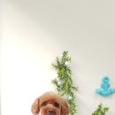 오늘도이쁘개 이미지