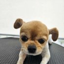 금평 보금자리 애견미용텔 이미지