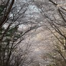 벚꽃명소 산책하기 좋은 방화근린공원
