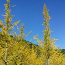 은행나무 이미지