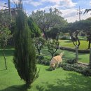 우리애견 이미지